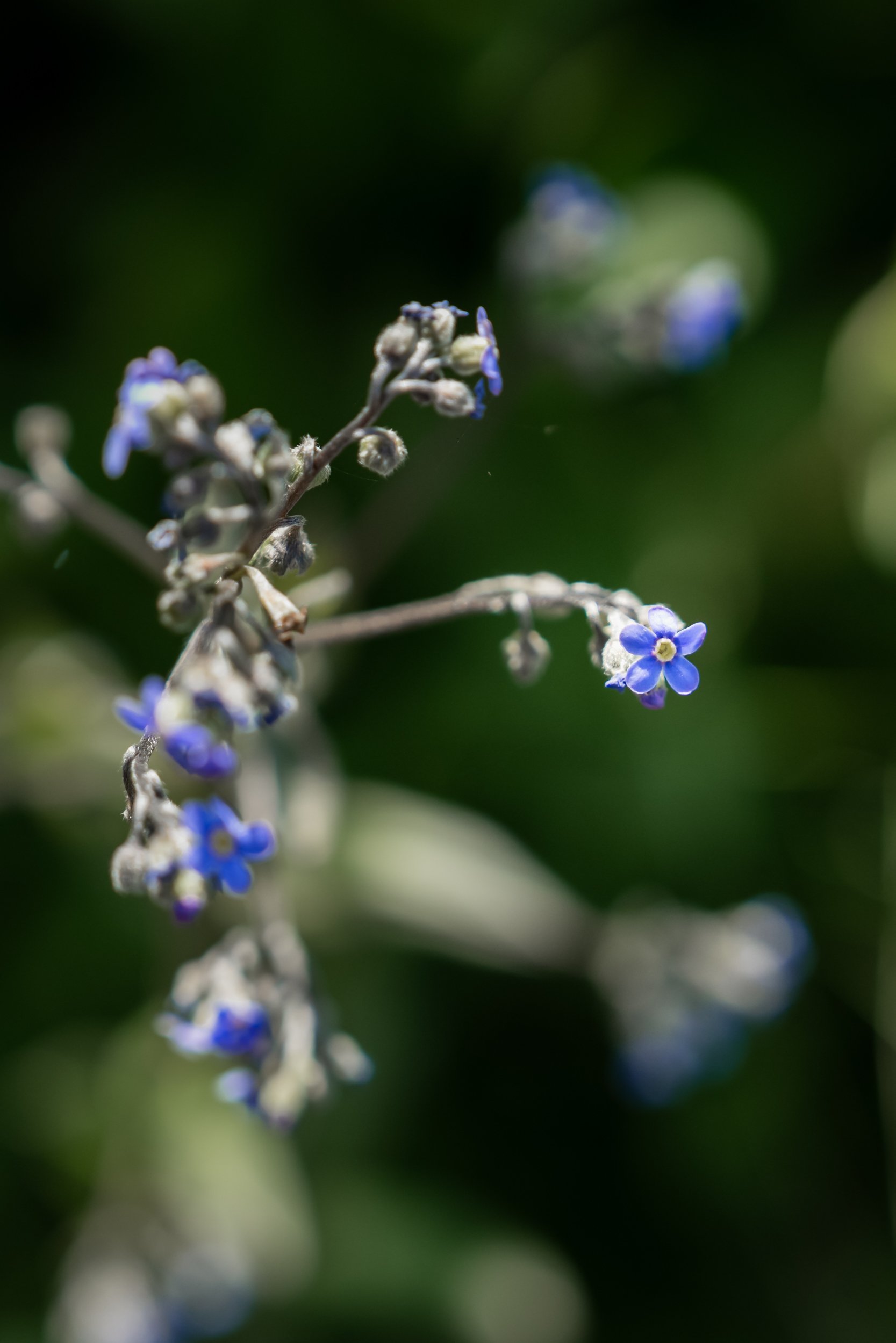 Wood Forget me Not - Harts Pass Backpack-67 © Jennifer Carr Photography.jpg